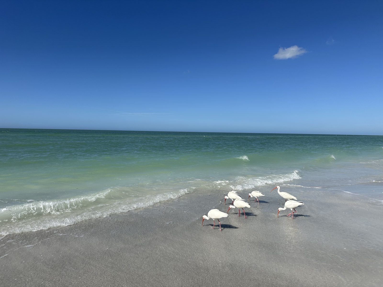 White ibis feeding at the water's edge on Lido Beach under a deep blue sky